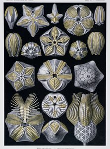 Blastoidea ، لوحة من Artforms of Nature ، حوالي 1899-1904 (نقش ملون) بواسطة إرنست هيجل