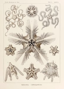 اللوحة 10 Ophiothrix Ophiodea من "Kunstformen der Natur" (أشكال فنية في الطبيعة) رسمها إرنست هيجل (1834-1919) بواسطة إرنست هيجل