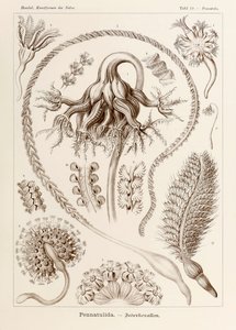 اللوحة 19 بيناتولا بيناتوليدا من "Kunstformen der Natur" (أشكال فنية في الطبيعة) رسمها إرنست هيجل (1834-1919) بواسطة إرنست هيجل
