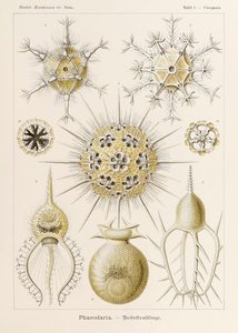 اللوحة 1 Circogonia Phaeodaria من "Kunstformen der Natur" (أشكال فنية في الطبيعة) رسمها إرنست هيجل (1834-1919) بواسطة إرنست هيجل