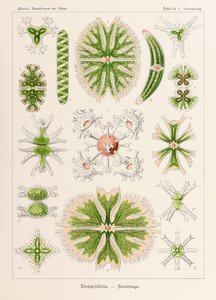 اللوحة 24 Staurastrum Desmidiea من "Kunstformen der Natur" (أشكال فنية في الطبيعة) رسمها إرنست هيجل (1834-1919) بواسطة إرنست هيجل