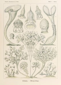 اللوحة 3 Stentor Ciliata من "Kunstformen der Natur" (أشكال فنية في الطبيعة) رسمها إرنست هيجل (1834-1919) بواسطة إرنست هيجل