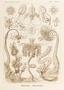 اللوحة 6 Tubuletta Tubulariae من "Kunstformen der Natur" (أشكال فنية في الطبيعة) رسمها إرنست هيجل (1834-1919) بواسطة إرنست هيجل