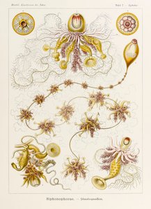 اللوحة 7 Epibulia Siphonophorae من "Kunstformen der Natur" (أشكال فنية في الطبيعة) رسمها إرنست هيجل (1834-1919) بواسطة إرنست هيجل