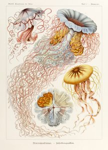 اللوحة 8 Desmonema Discomedusae من "Kunstformen der Natur" (أشكال فنية في الطبيعة) رسمها إرنست هيجل (1834-1919) بواسطة إرنست هيجل