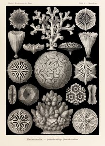 اللوحة 9 Maeandrina Hexacoralla من "Kunstformen der Natur" (أشكال فنية في الطبيعة) رسمها إرنست هيجل (1834-1919) بواسطة إرنست هيجل