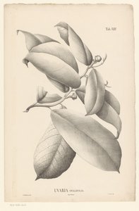 فرع بأوراق وبراعم الزهور Uvaria Ovalifolia (العنوان على الكائن) بواسطة إرنست فيليب سيكستوس