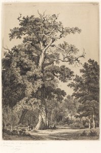 البلوط القديم في Bois de Boulogne ، 1855.