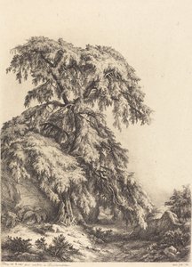 العرعر شجرة 1840.