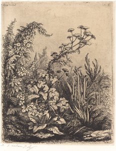 La petite berle aux liserons Small Water-Parsnip with Bindweed ، تم نشره عام 1849.