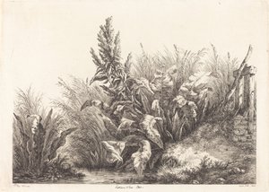 Patience d'eau ، دراسة Patience-Dock ، 1840. بواسطة يوجين بليري