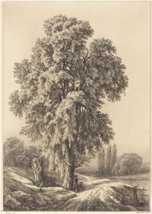 شجرة الدردار 1840.
