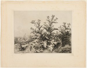 The Large Thistle ، اللوحة الثالثة من نباتات Les quatres grandes بواسطة يوجين بليري