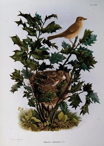 Garden Warbler (Sylvia hortensis) ، نقش لأوسكار دريسلر ، من التاريخ الطبيعي للطيور التي تعشش في لومباردي ، بواسطة أوجينيو بيتوني (1845-1898) ، إيطاليا