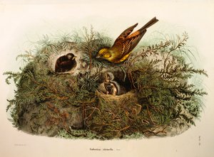 رسم توضيحي من "التاريخ الطبيعي للطيور التي تعشش في لومباردي" لأوجينيو بيتوني "يمثل Yellowhammer Emberiza citrinella ، بقلم أوسكار دريسلر