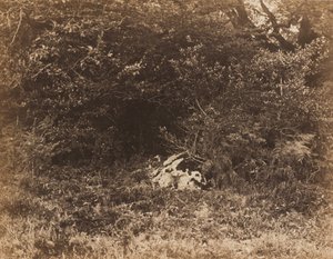 صخرة في الغابة، ج. 1865 (صورة)