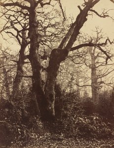 دراسة الشجرة، فونتينبلو، 1860 (صورة فوتوغرافية)