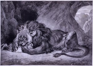 أسد أطلس