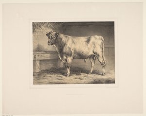 ستير Diverse dieren (عنوان المسلسل) دراسات الحيوان (عنوان السلسلة)