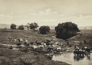 Australia, Cattle, Queensland (b/w photo) بواسطة المصور الأوروبي