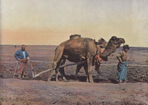 Laboureur Tekes بواسطة المصور الأوروبي