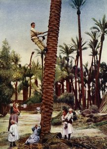 بساتين النخيل في إلتشي (الصورة) بواسطة المصور الأوروبي