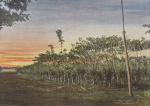 Vanillerie Sous Les Acacias بواسطة المصور الأوروبي