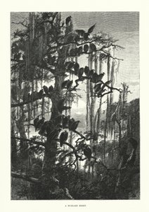 جحر الصقر (نقش) بواسطة المدرسة الأوروبية