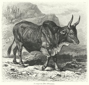 A Sang-ex ، Pan African (نقش) بواسطة المدرسة الأوروبية