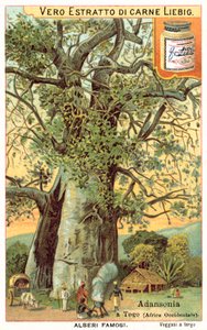 شجرة Adansonia في توغو (Chromolitho) بواسطة المدرسة الأوروبية