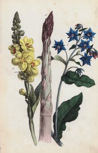 الهليون والزهور (طباعة حجرية ملونة) بواسطة المدرسة الأوروبية