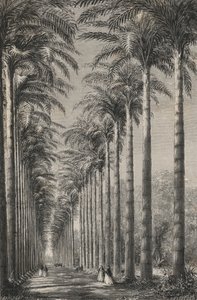 Avenue De Palmiers في الحديقة النباتية في ريو دي جانيرو (نقش) بواسطة المدرسة الأوروبية