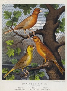 Canaryon Canaries، Norwich Type، Yellow، Ordinary Fed، Buff، Cayenne Fed، Yellow، Cayenne Fed بواسطة المدرسة الأوروبية