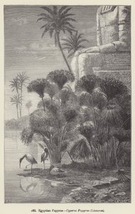 بردية مصرية ، Cyperus Papyrus ، Linnaeus (نقش) بواسطة المدرسة الأوروبية
