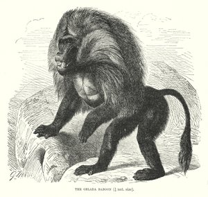 قرد البابون الجيلادا (نقش) بواسطة المدرسة الأوروبية