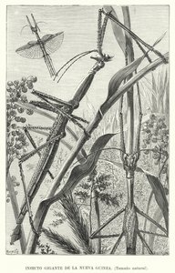Giant insect of New Guinea (litho) بواسطة المدرسة الأوروبية