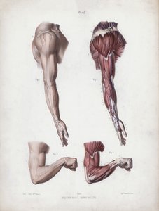Illustration for The Anatomy of the External Forms of Man: Male arm and hands (colour litho) بواسطة المدرسة الأوروبية