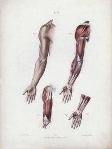 Illustration for The Anatomy of the External Forms of Man: Male arm and hands (colour litho) بواسطة المدرسة الأوروبية