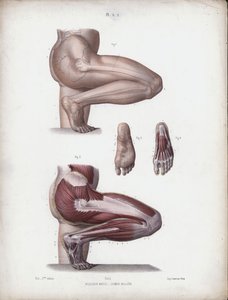 رسم توضيحي لتشريح الأشكال الخارجية للإنسان: رجل رجل وقدم (لون الصخري) بواسطة المدرسة الأوروبية