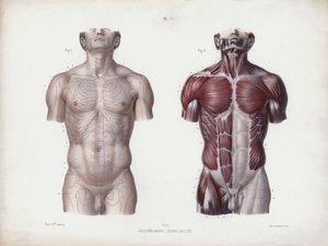 Illustration for The Anatomy of the External Forms of Man: Male torso, front view (colour litho) بواسطة المدرسة الأوروبية