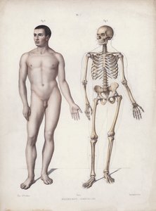 Illustration for The Anatomy of the External Forms of Man: Man standing (colour litho) بواسطة المدرسة الأوروبية