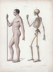 Illustration for The Anatomy of the External Forms of Man: Man standing, side view (colour litho) بواسطة المدرسة الأوروبية