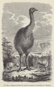 استعادة Moa ، أو Dinornis العملاق (D giganteus) ؛ و أبتريكس ، مانتيلي (نقش) بواسطة المدرسة الأوروبية