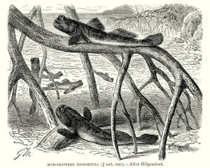 ربابنة الطين يتزلجون في الطين (نقش) بواسطة المدرسة الأوروبية