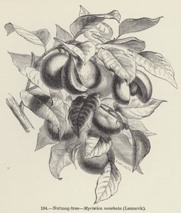 شجرة جوزة الطيب ، Myristica Moschata ، لامارك (نقش) بواسطة المدرسة الأوروبية