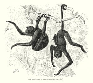 القرد العنكبوت ذو الوجه الأحمر (نقش) بواسطة المدرسة الأوروبية