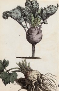 الخضروات الجذرية (ليثو ملون) بواسطة المدرسة الأوروبية