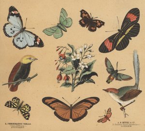 Scraps for Juveniles (colour litho) بواسطة المدرسة الأوروبية