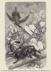 العنكبوت آكل الطيور (Mygale avicularia) يقتل طائرًا طنانًا (نقش) بواسطة المدرسة الأوروبية