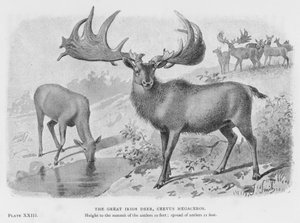 الأيل الأيرلندي العظيم ، Cervus Megaceros (litho) بواسطة المدرسة الأوروبية